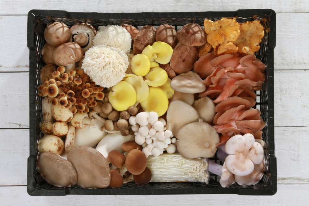 Why Amish Purity Matters in Mushroom Supplements