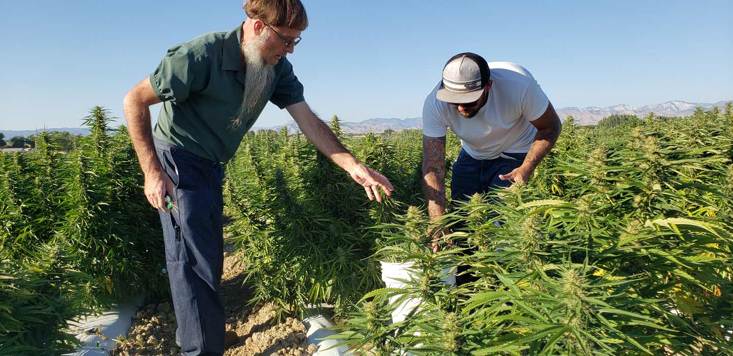 Cannabis farming