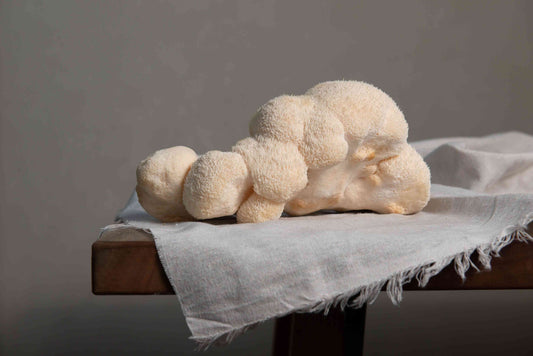 5 Everyday Benefits of Lion’s Mane Mushroom Gummies