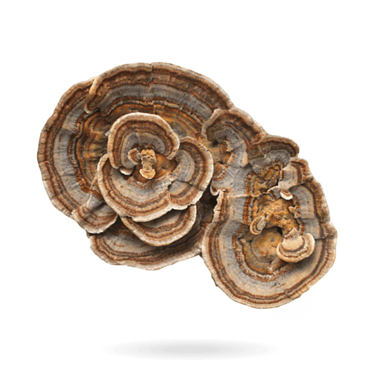 How to Choose the Best Mushroom Gummies (And Why Amish Reserve’s Are the Best!) - Amish Reserve