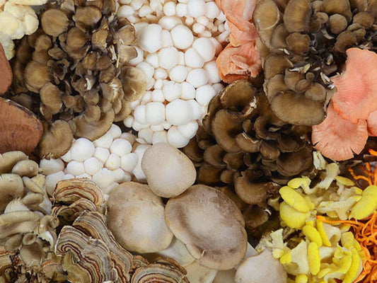Functional Mushrooms Explained: What Are They and Why Are They Everywhere?