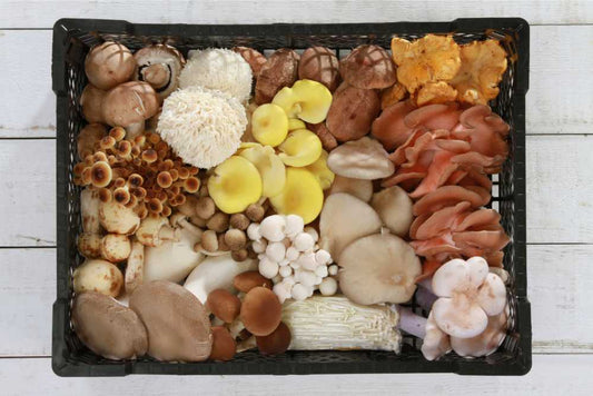 Why Amish Purity Matters in Mushroom Supplements